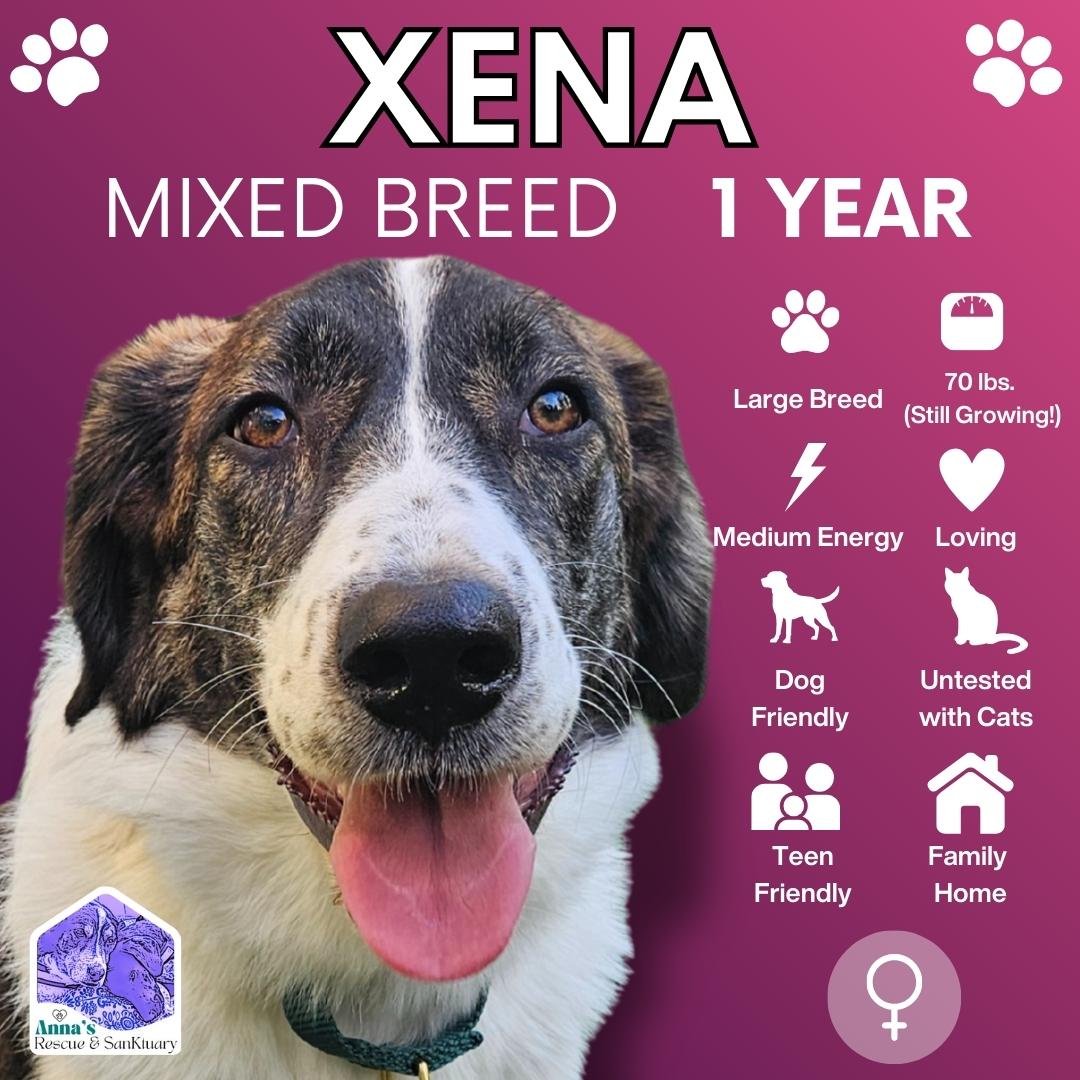 Enlarge Xena , a ADOPTABLE mixed breed in Aurora, ON image 1/6
