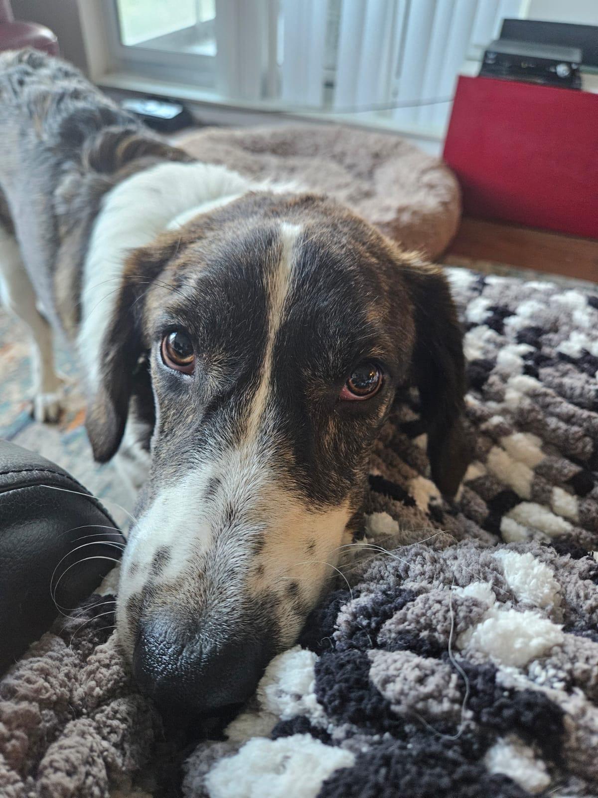 Enlarge Xena , a ADOPTABLE mixed breed in Aurora, ON image 3/6