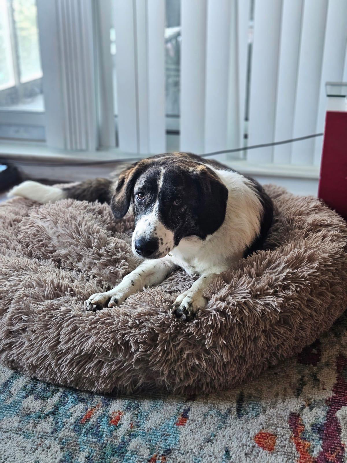 Enlarge Xena , a ADOPTABLE mixed breed in Aurora, ON image 5/6