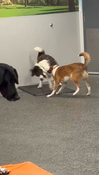 Enlarge Xena , a ADOPTABLE mixed breed in Aurora, ON video 4/6