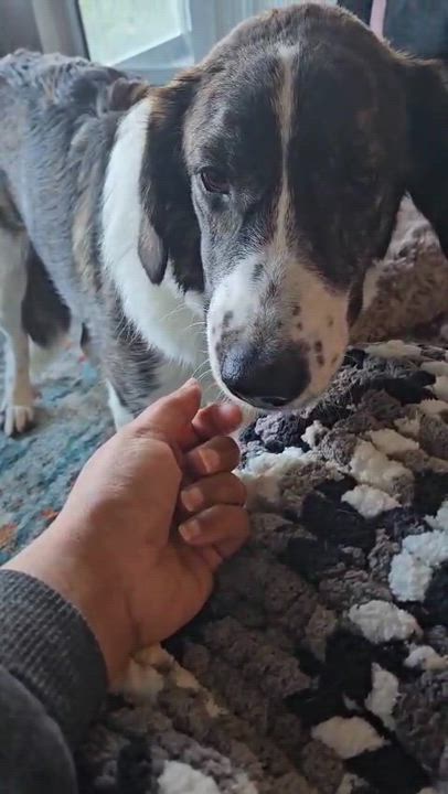 Enlarge Xena , a ADOPTABLE mixed breed in Aurora, ON video 6/6