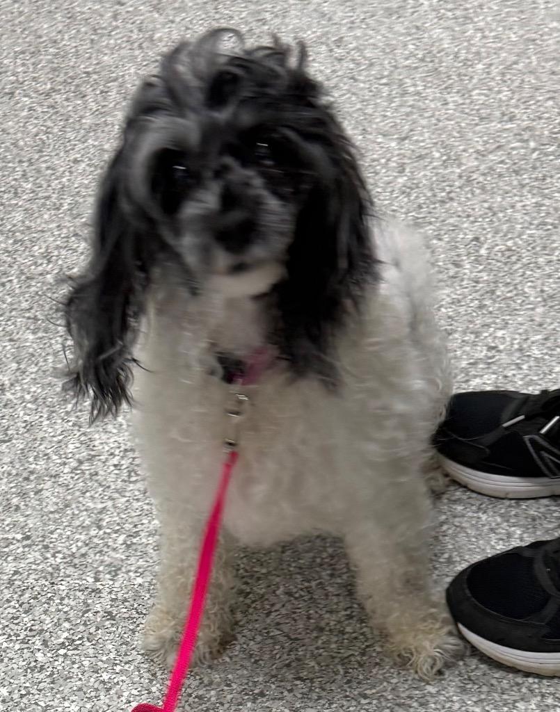 Enlarge Zoey, a Adoptable Cockapoo in Albion, NY image 1/1