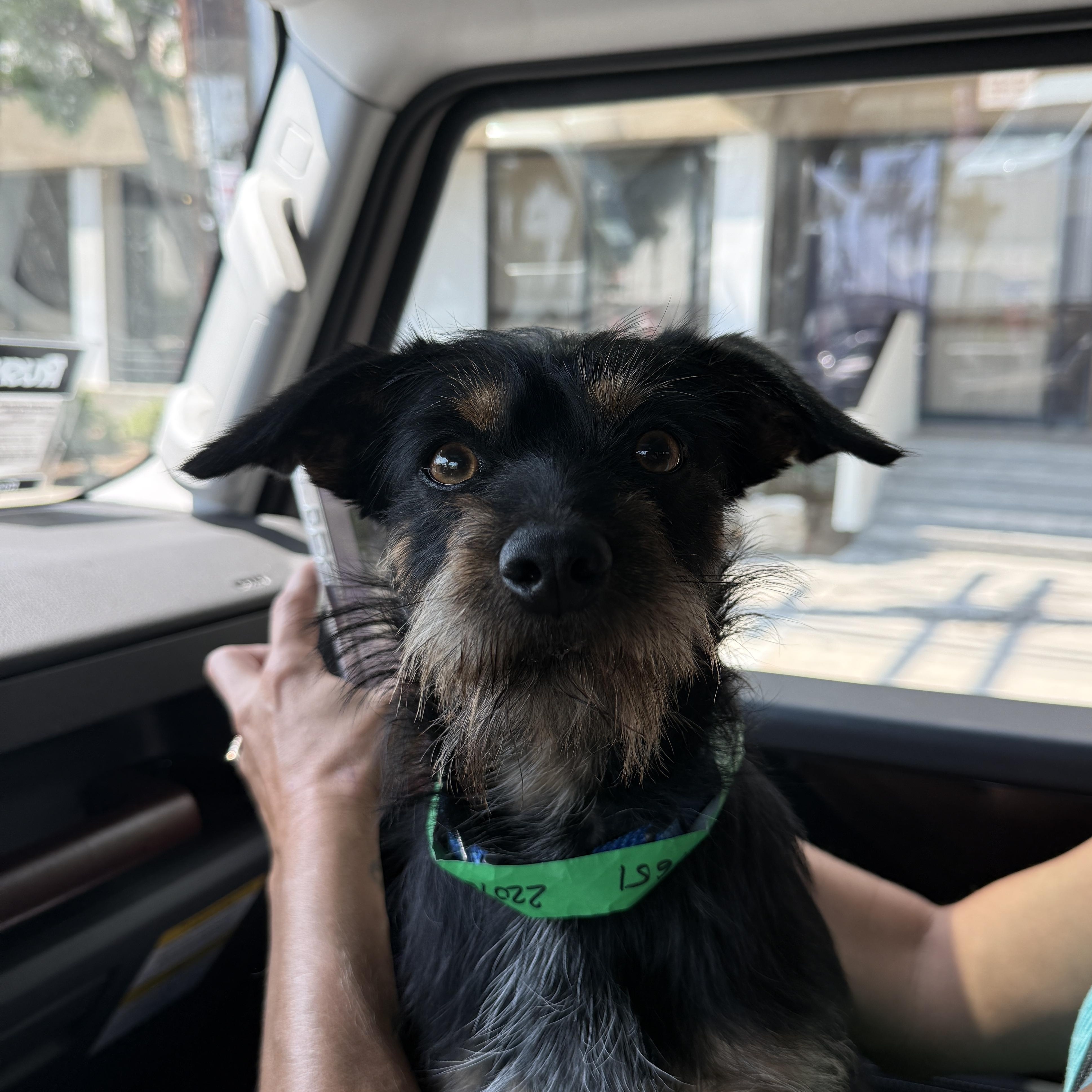 Schnouzie Terrier Dog