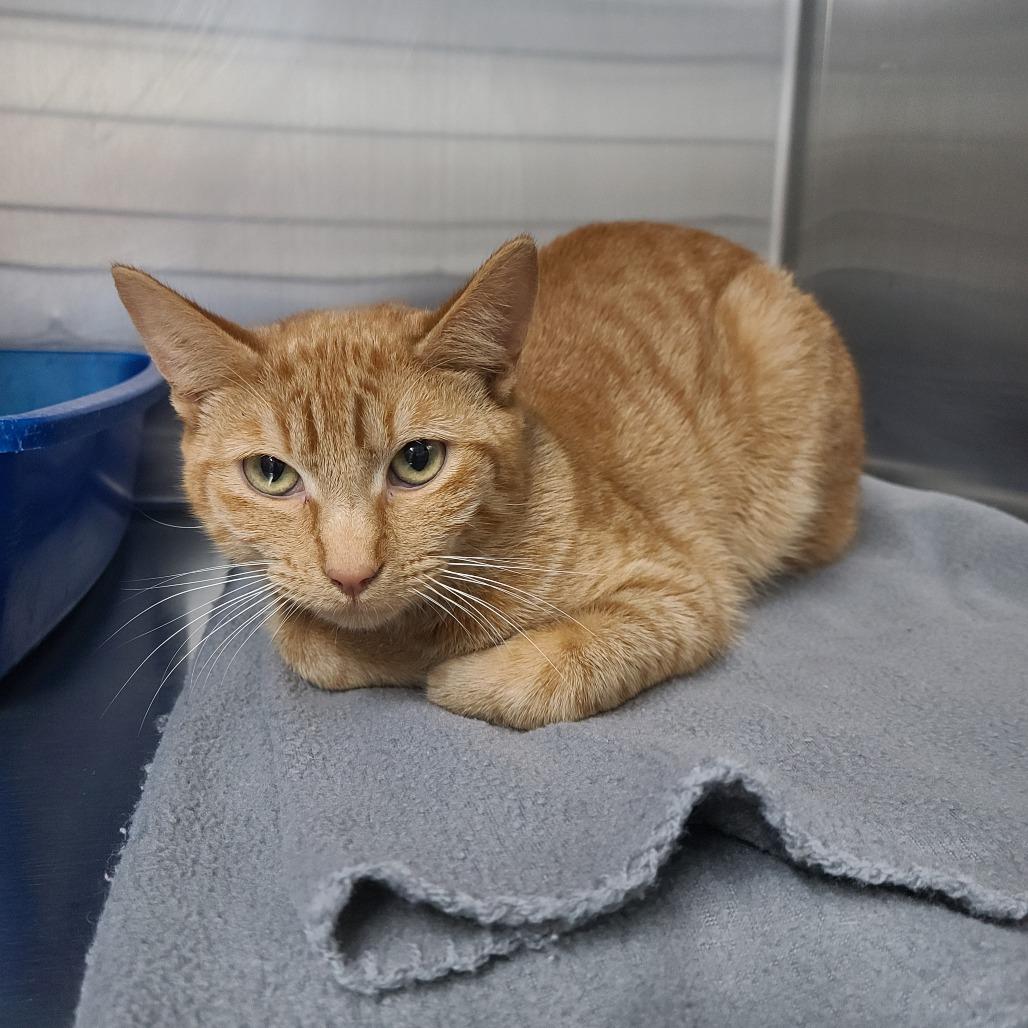 Tommy, Adoptable, Young Male Domestic Short Hair.