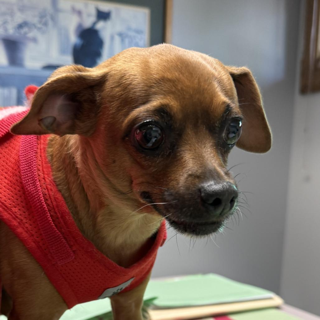 Juno, Adoptable, Senior Female Chihuahua.