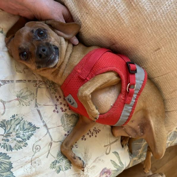 Enlarge Juno, a Adoptable Chihuahua in Corvallis, OR image 2/6