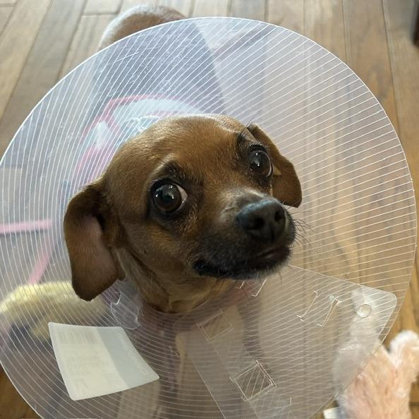 Enlarge Juno, a Adoptable Chihuahua in Corvallis, OR image 3/6