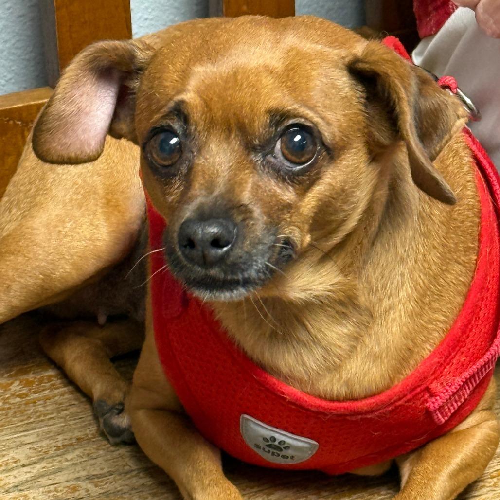 Enlarge Juno, a Adoptable Chihuahua in Corvallis, OR image 4/6