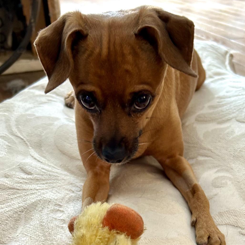 Enlarge Juno, a Adoptable Chihuahua in Corvallis, OR image 6/6
