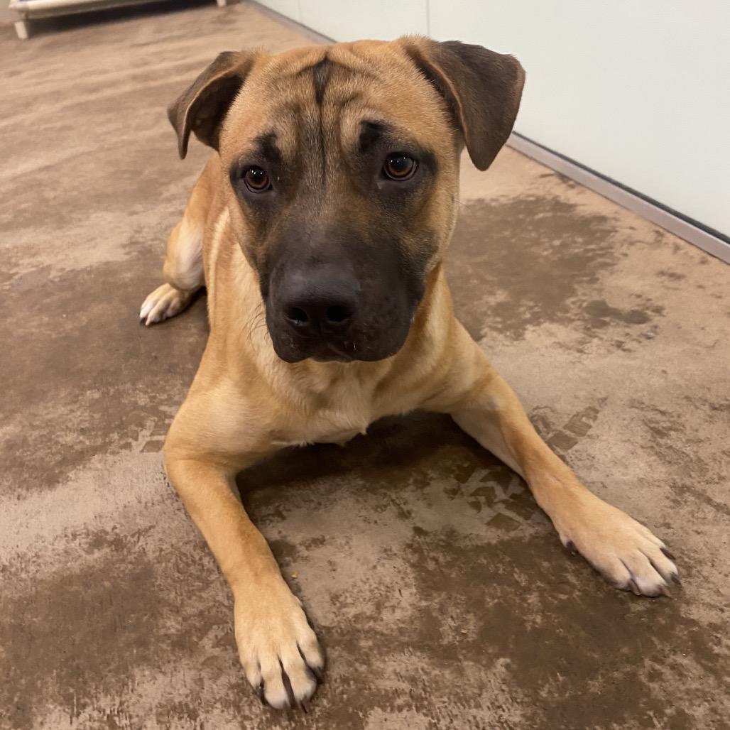 Wally, a Adoptable Mixed Breed in Spokane, WA image 1/6
