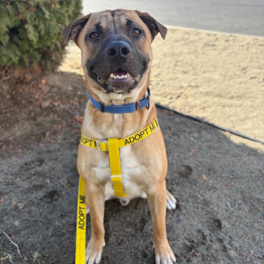 Wally, a Adoptable Mixed Breed in Spokane, WA image 2/6