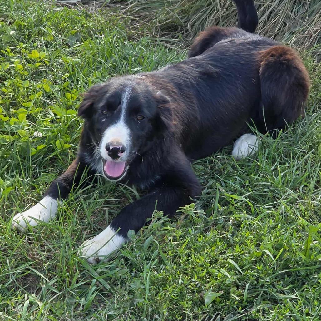 Enlarge River, a Adoptable Border Collie in Baldwin, WI image 1/1