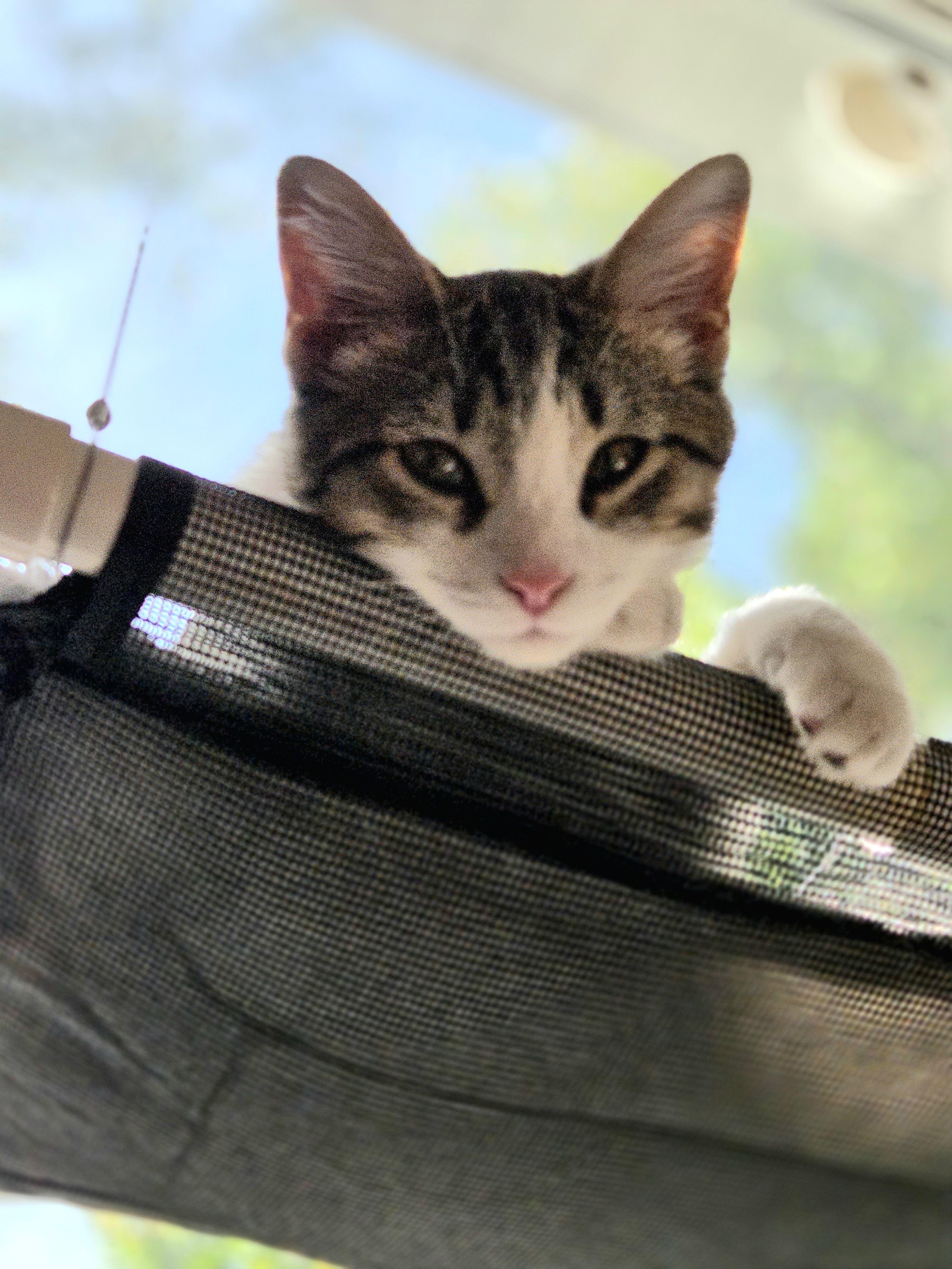 Enlarge York, a Adoptable Domestic Short Hair in Minneapolis, MN image 2/3