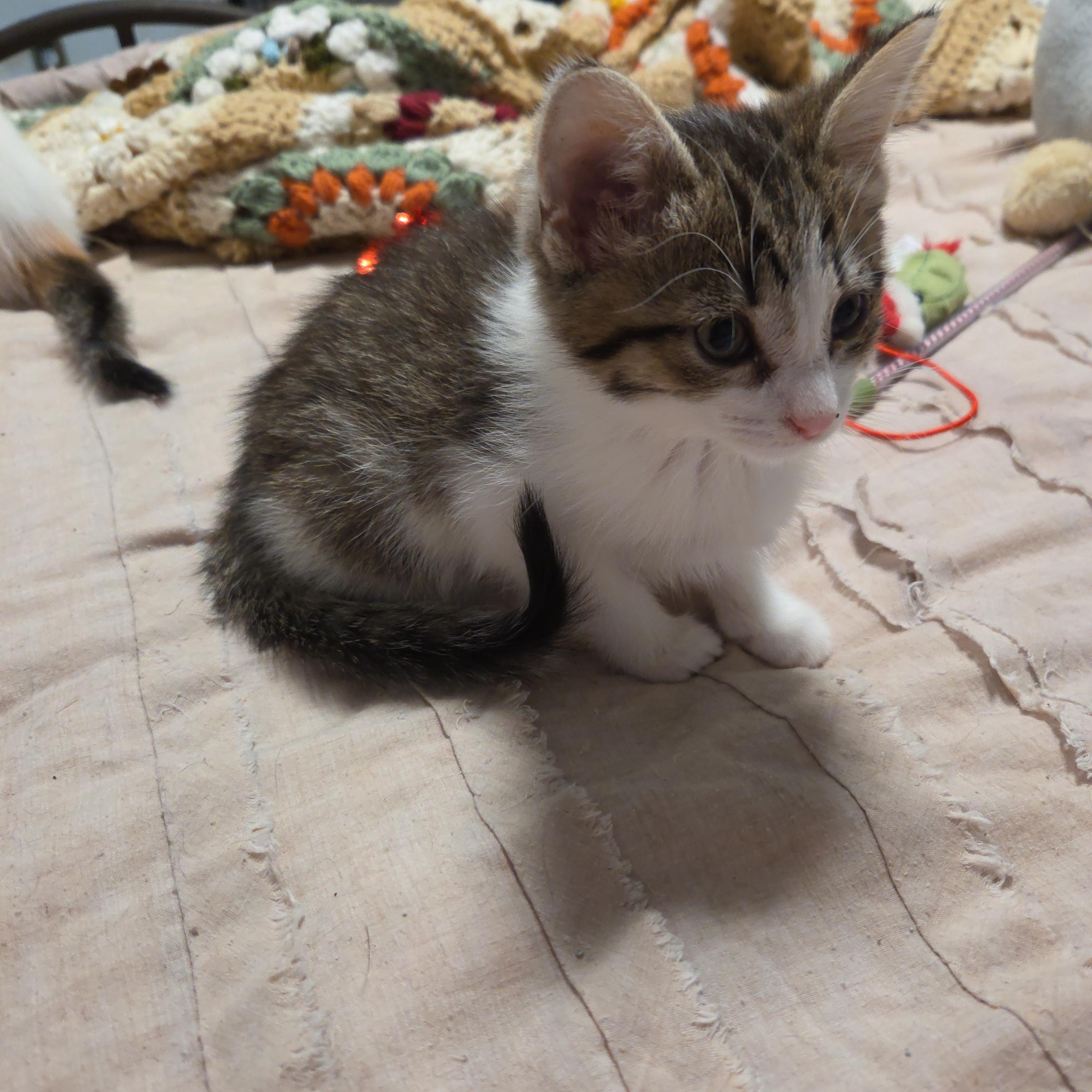 Enlarge York, a Adoptable Domestic Short Hair in Minneapolis, MN image 1/2