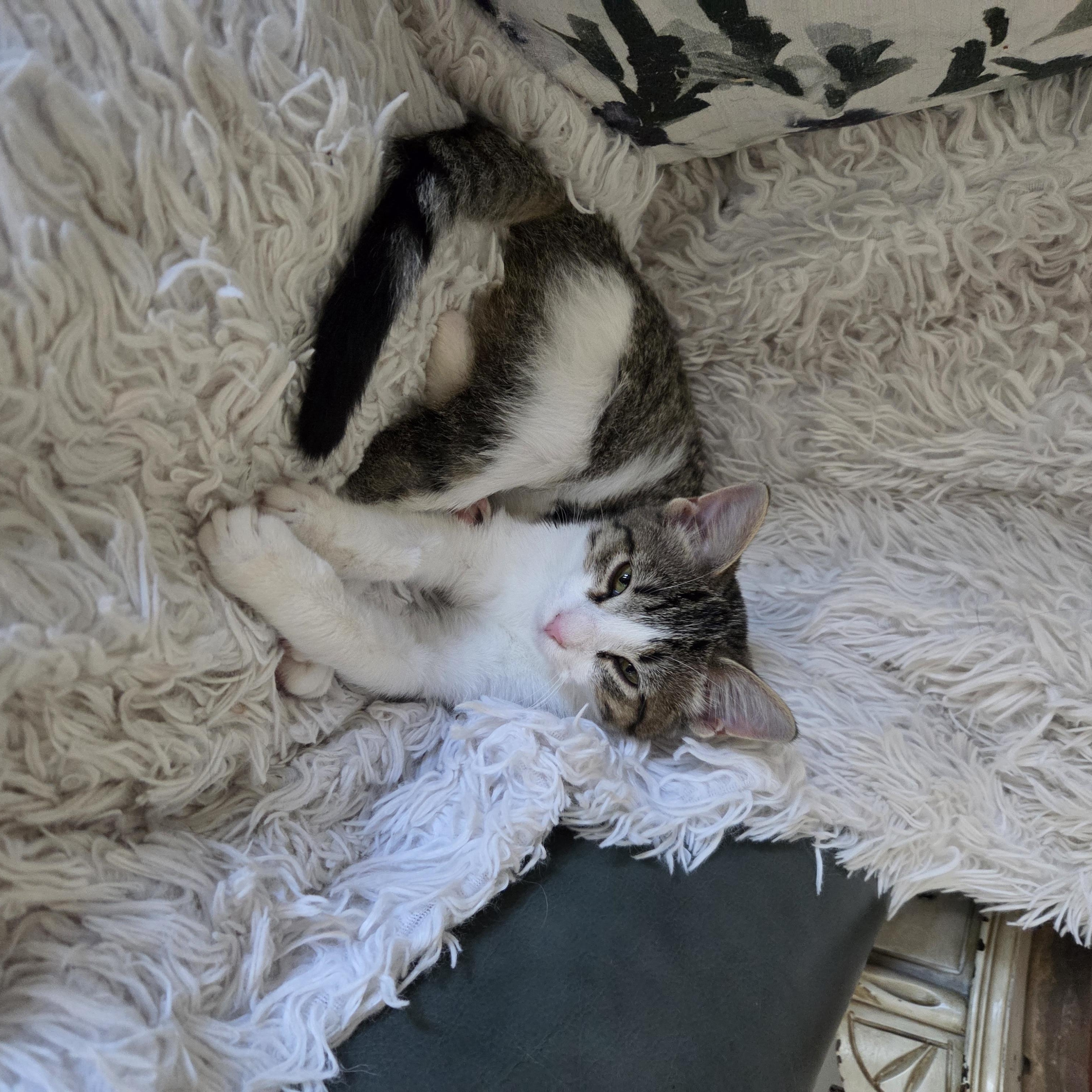 Enlarge York, a Adoptable Domestic Short Hair in Minneapolis, MN image 3/3