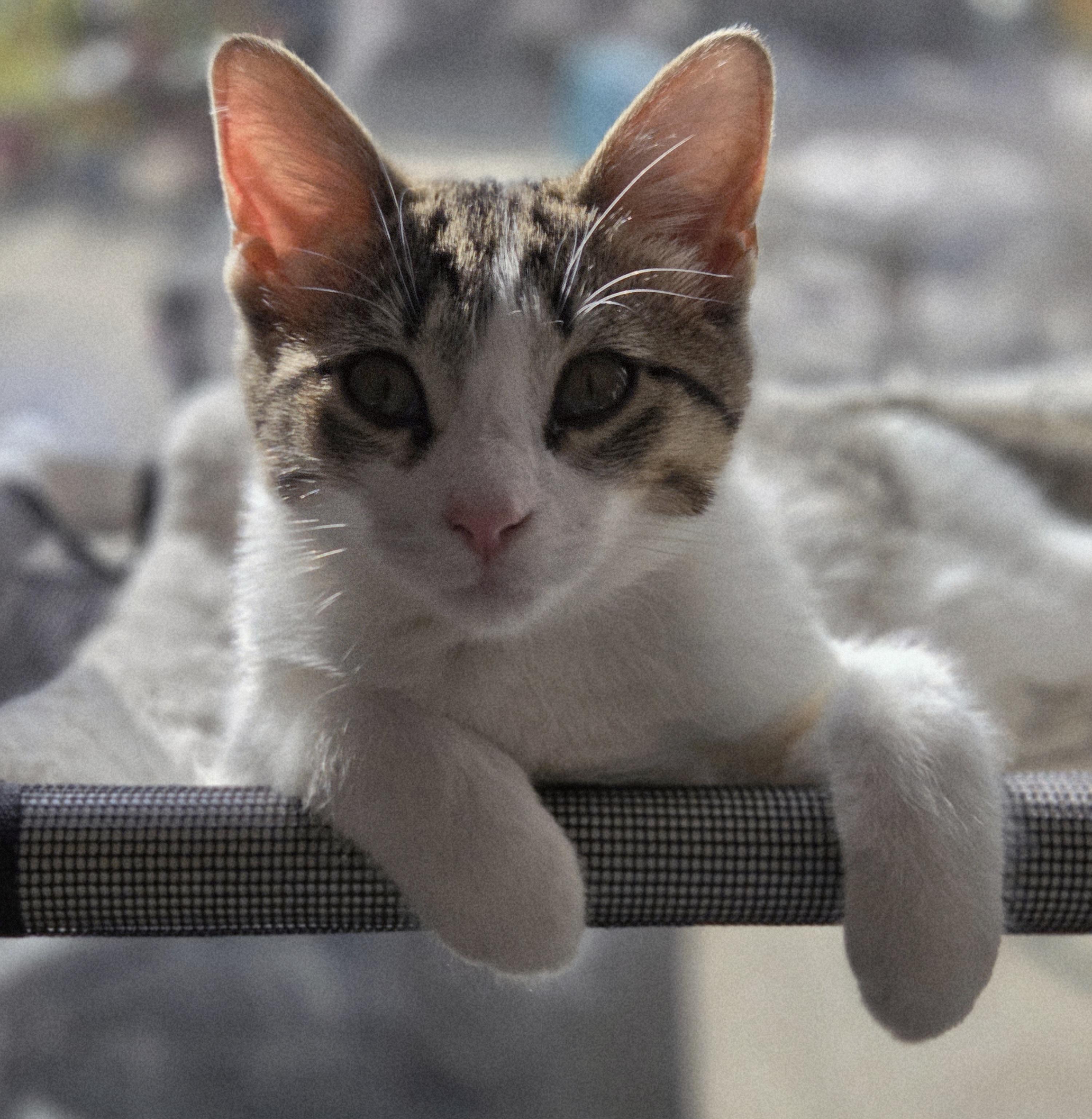 Enlarge York, a Adoptable Domestic Short Hair in Minneapolis, MN image 1/3