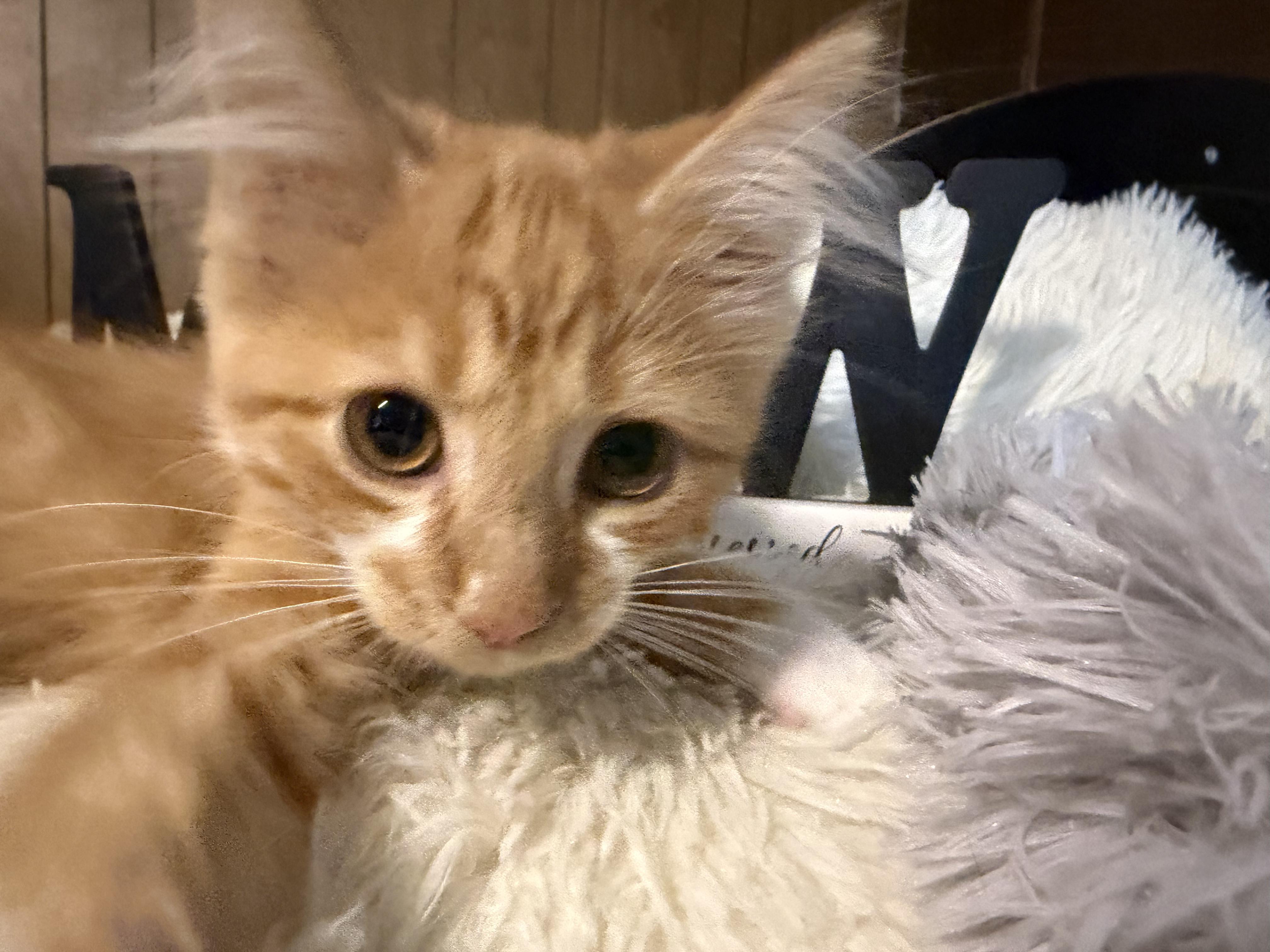 Finbar, Adoptable, Young Male Domestic Medium Hair.