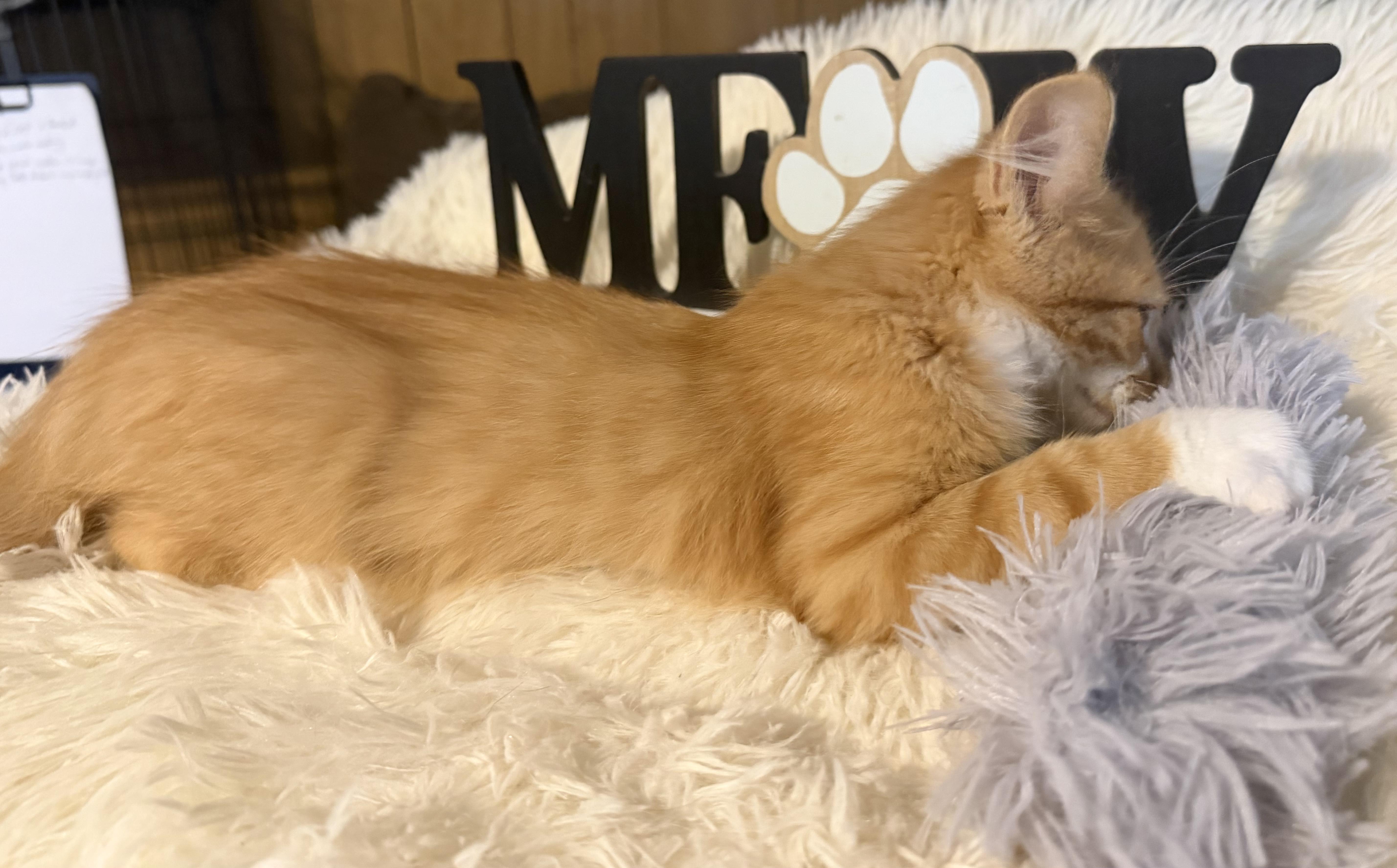 Enlarge Finbar, a Adoptable Domestic Medium Hair in Mears, MI image 2/2