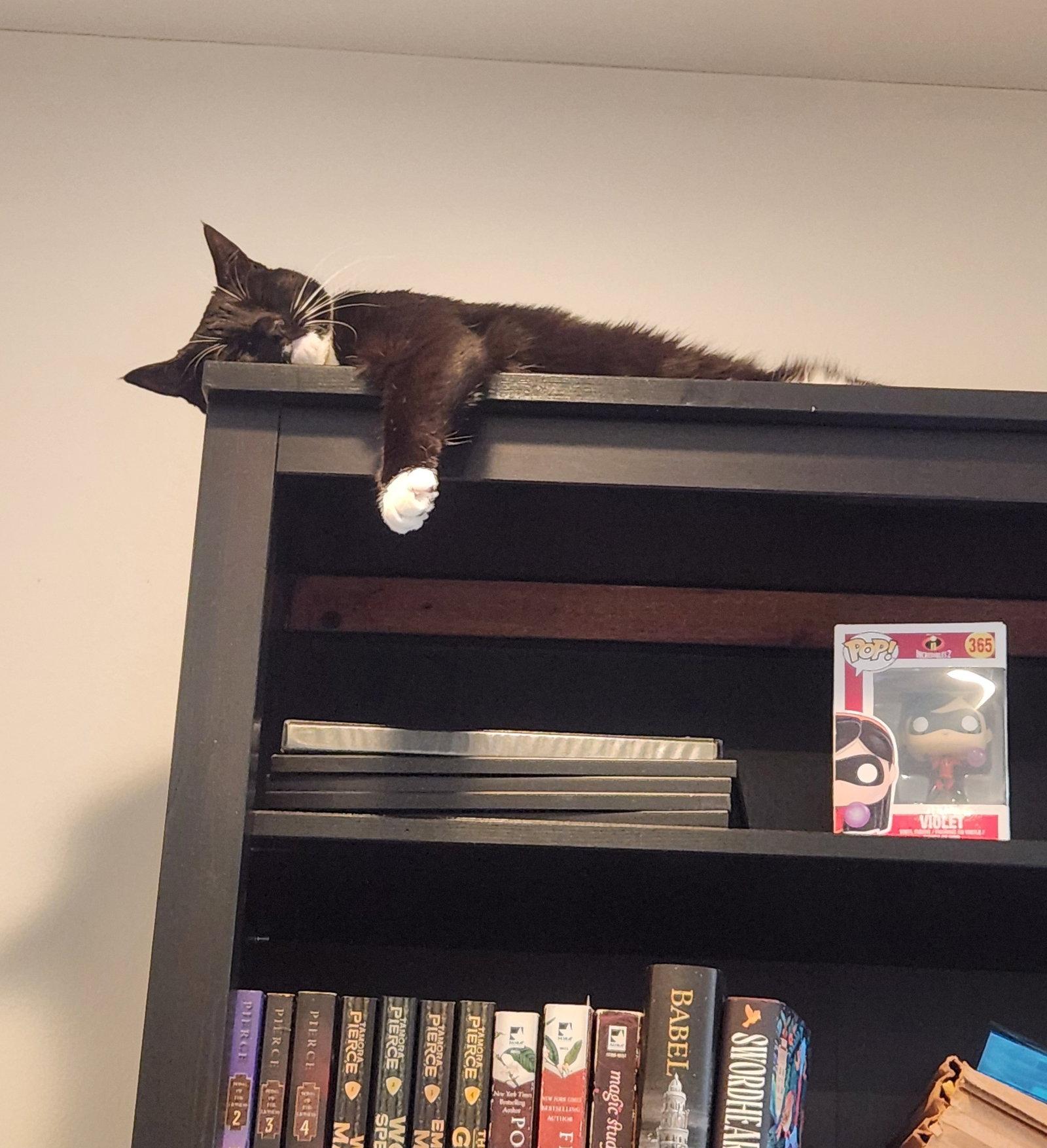 Coco Anna, a Adoptable Domestic Short Hair in Trenton, NJ image 1/3