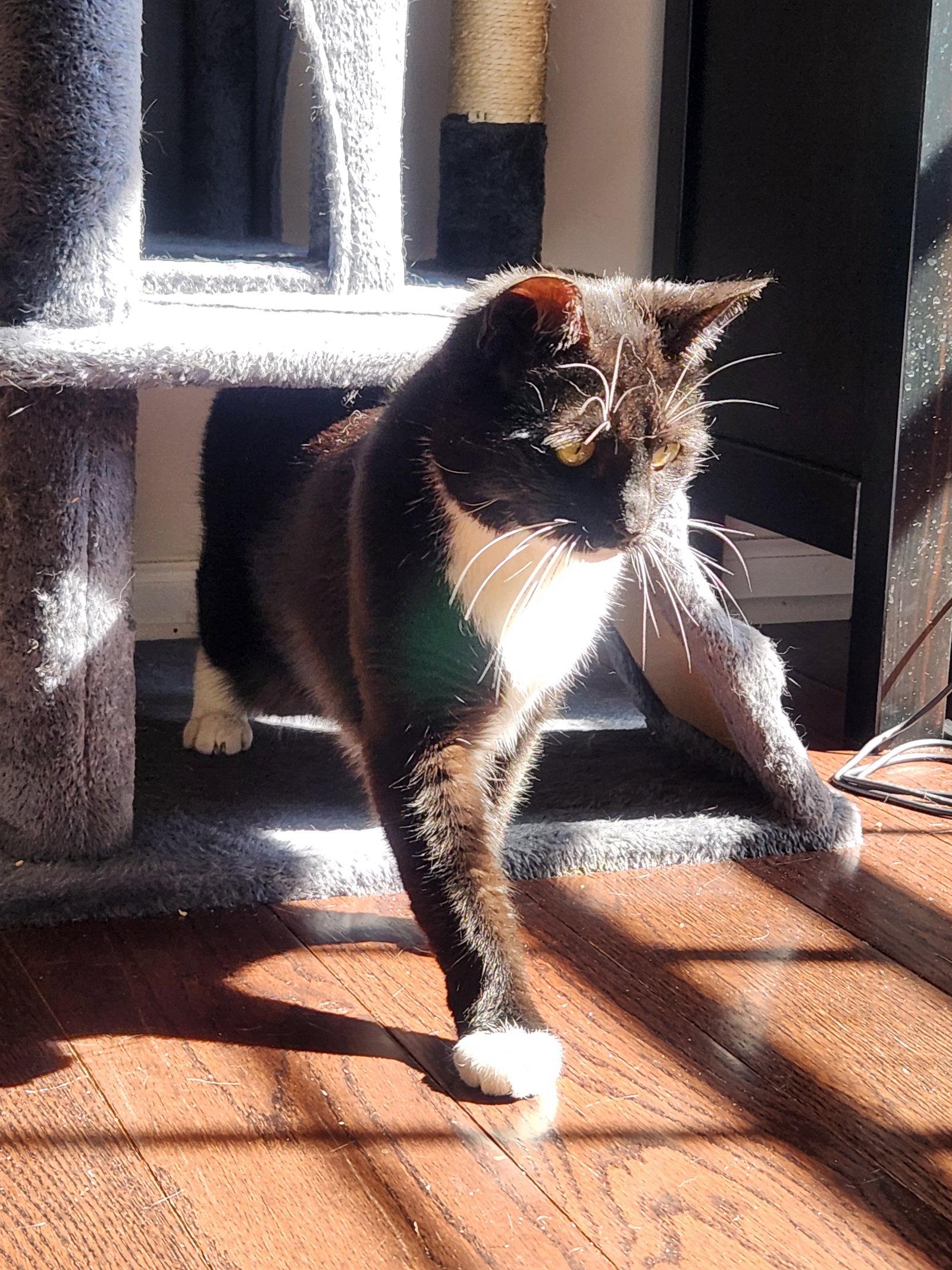 Coco Anna, a Adoptable Domestic Short Hair in Trenton, NJ image 2/3