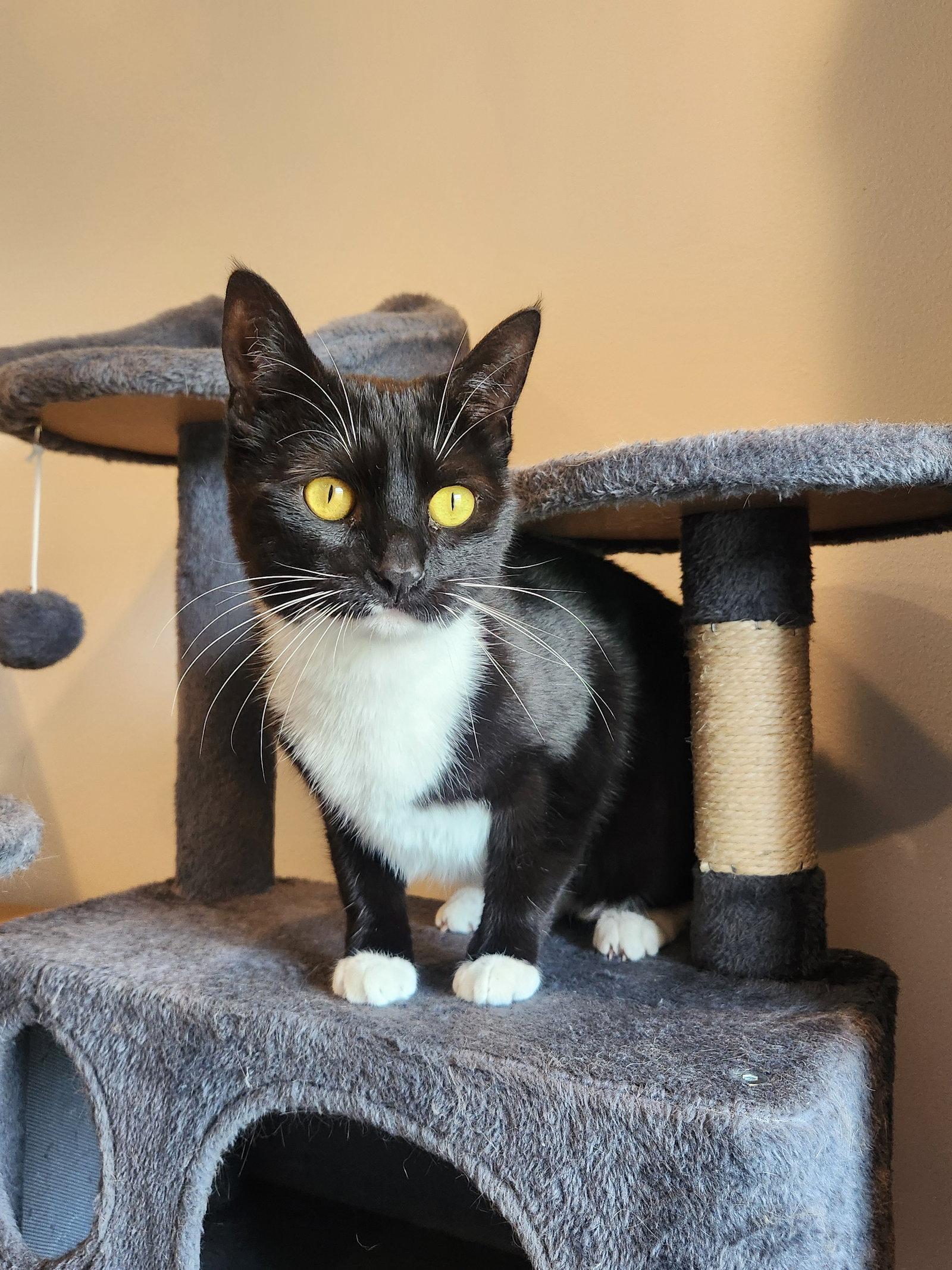 Coco Anna, a Adoptable Domestic Short Hair in Trenton, NJ image 3/3
