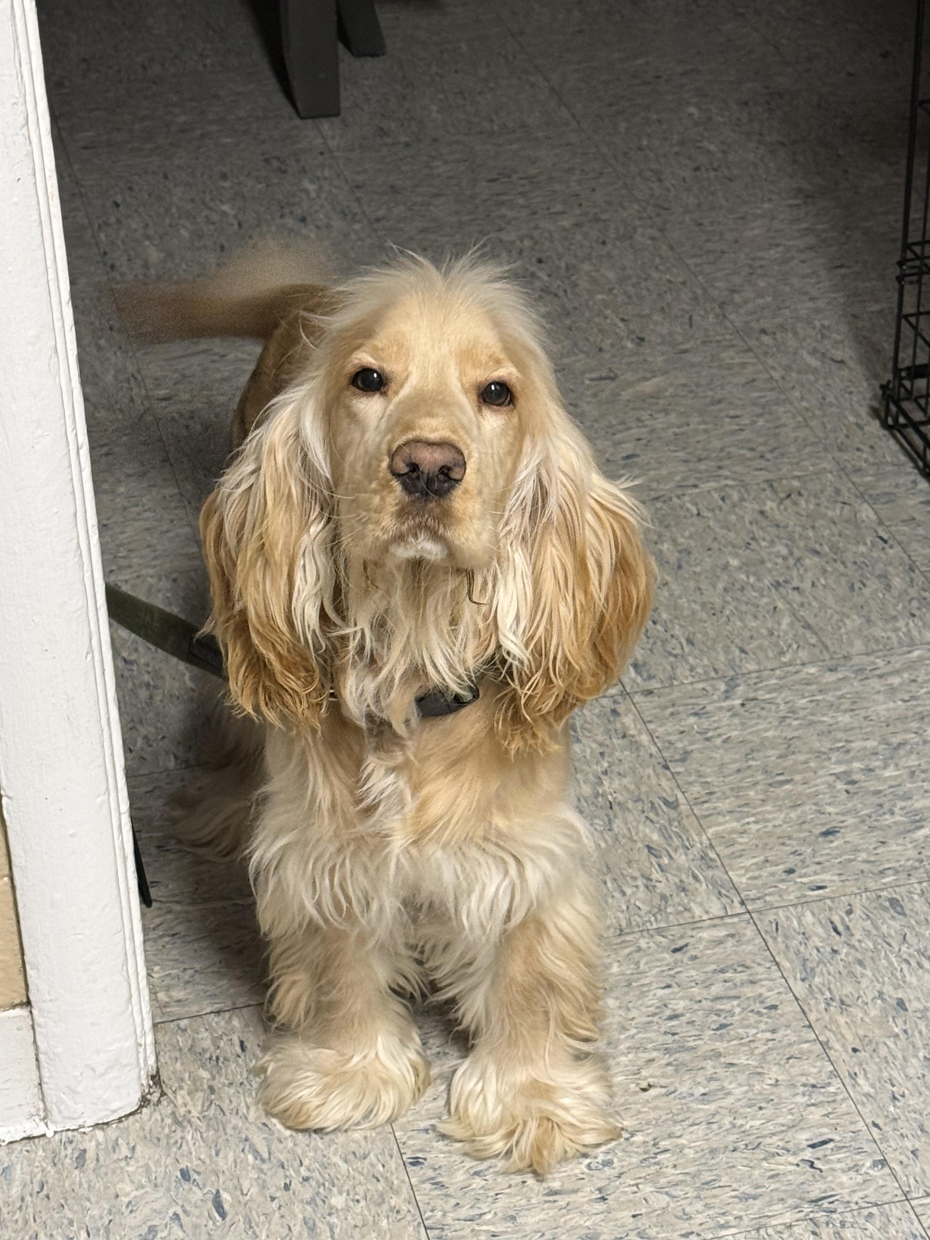 Kiko, ADOPTABLE, Puppy Male Cocker Spaniel.