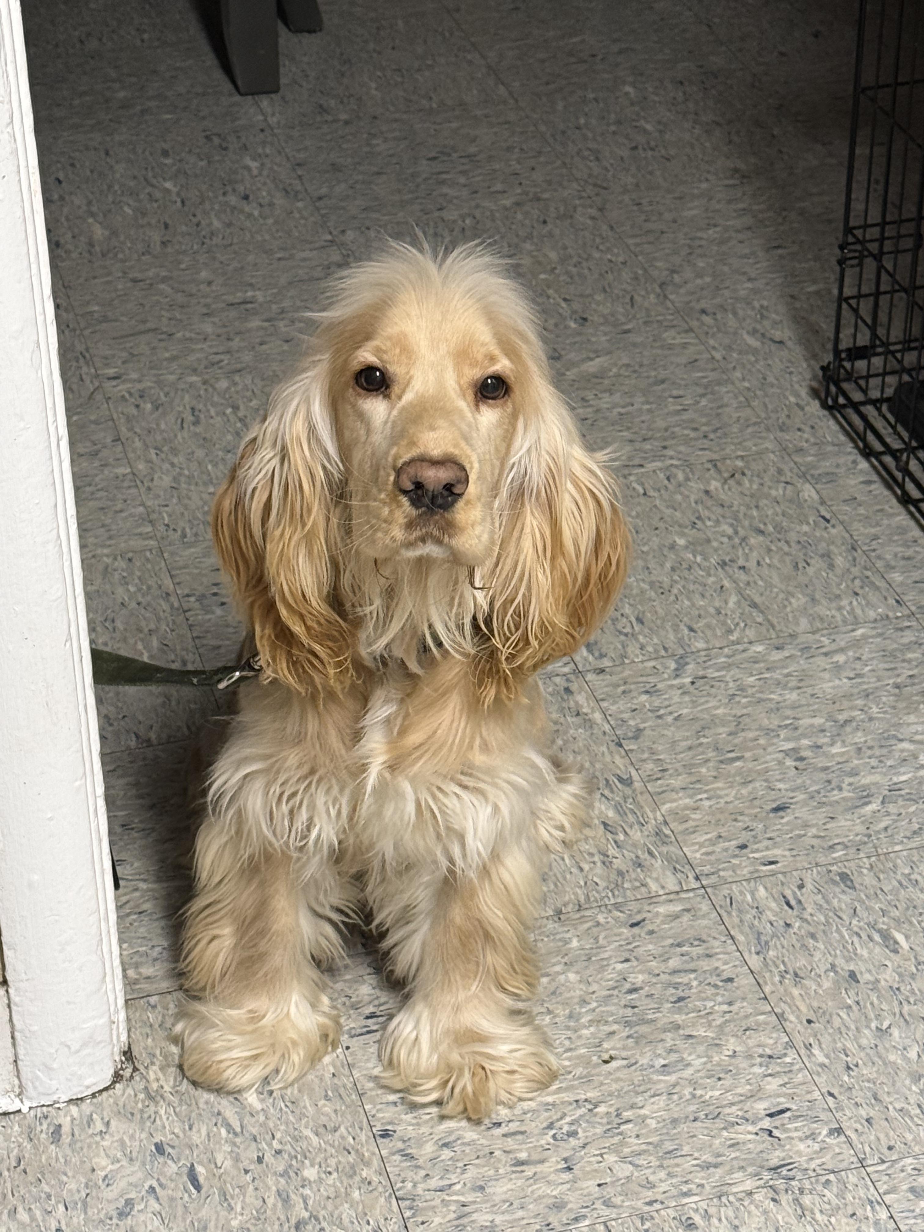 Enlarge Kiko, an adoptable mixed breed in Tracy, CA image 2/2