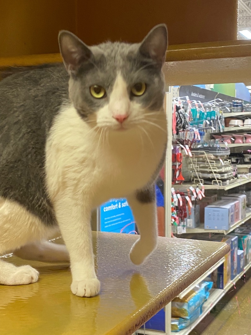 Jinny, a Adoptable Domestic Short Hair in Beaumont, TX image 1/3