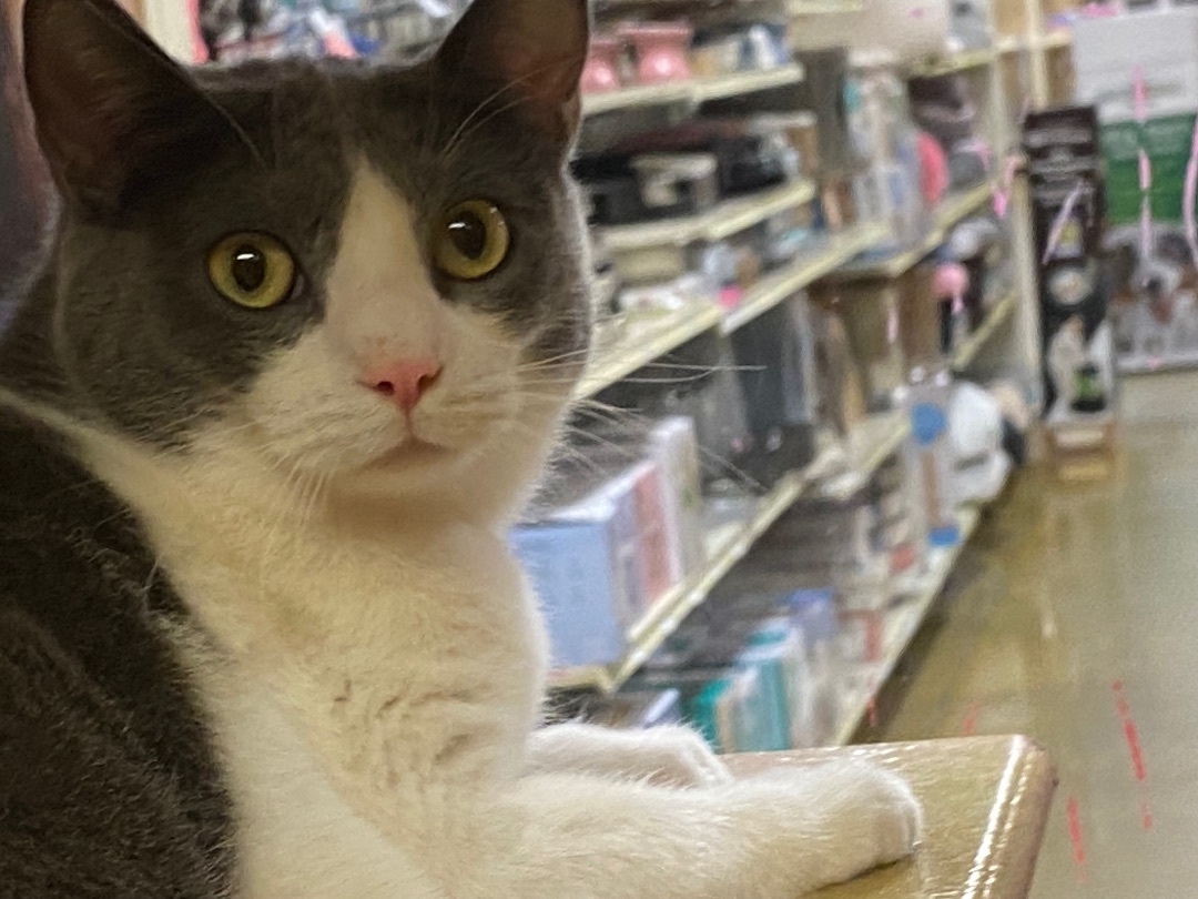 Jinny, a Adoptable Domestic Short Hair in Beaumont, TX image 2/3