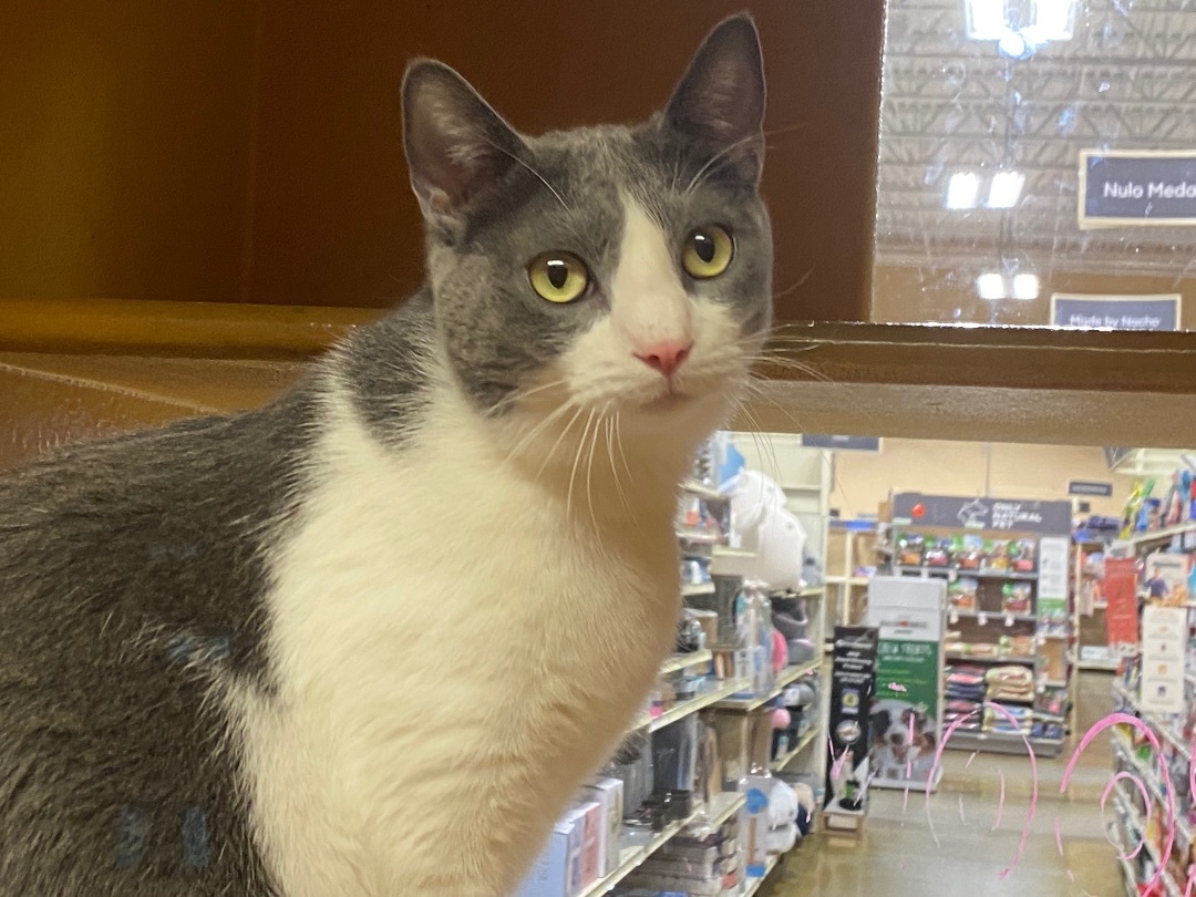 Jinny, a Adoptable Domestic Short Hair in Beaumont, TX image 3/3