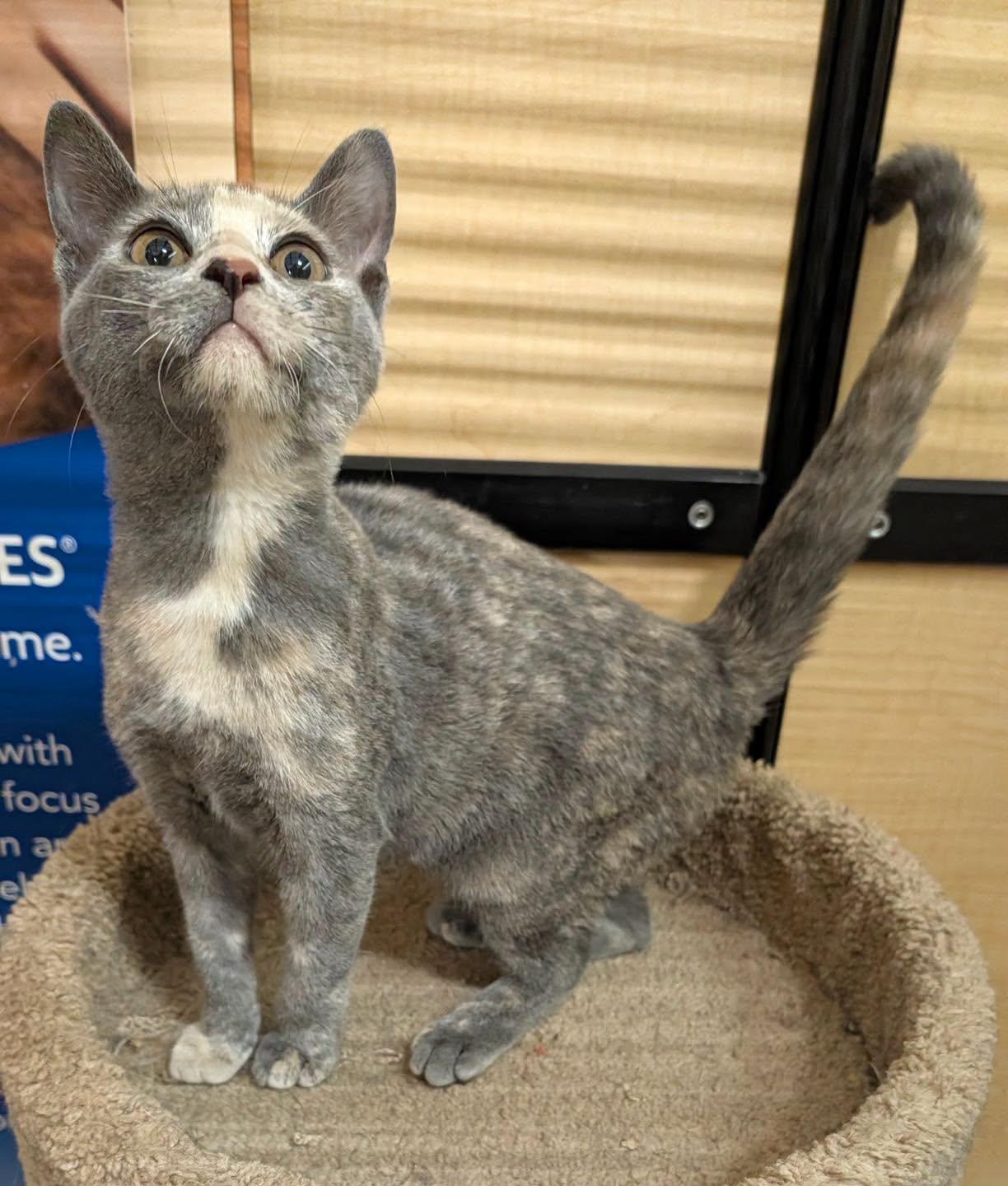 Enlarge Sarah, a Adopted Dilute Tortoiseshell in Noblesville, IN image 2/2