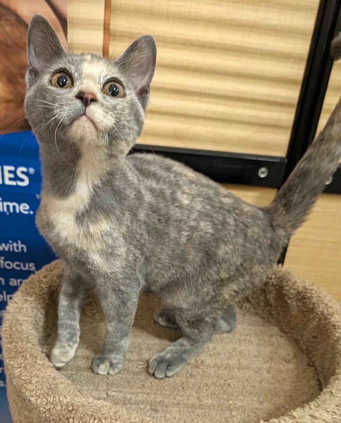 Sarah, Adopted, Kitten Female Dilute Tortoiseshell.