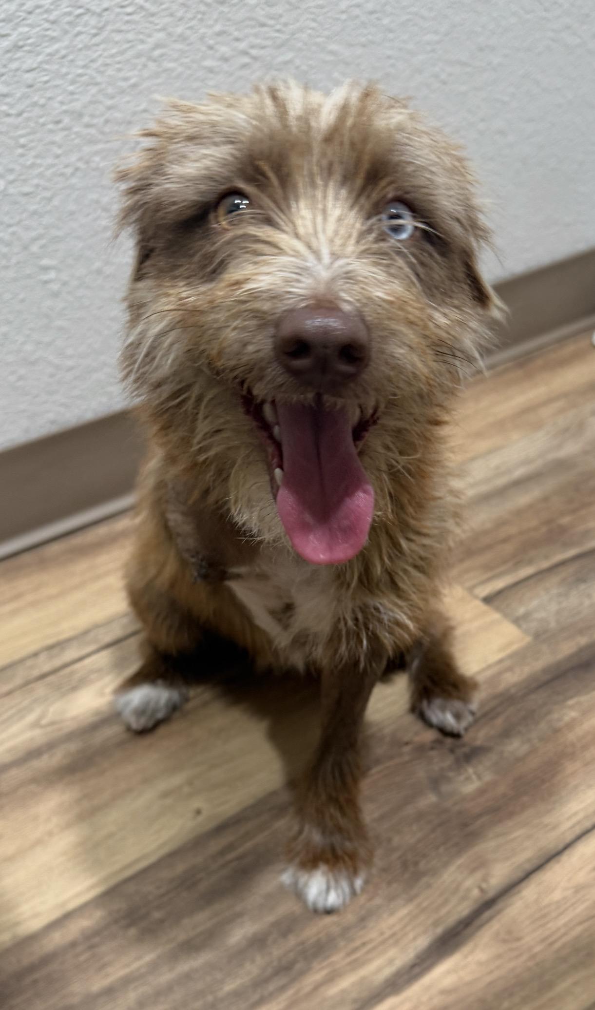 Domino, an adopted mixed breed in Warwick, RI image 2/2