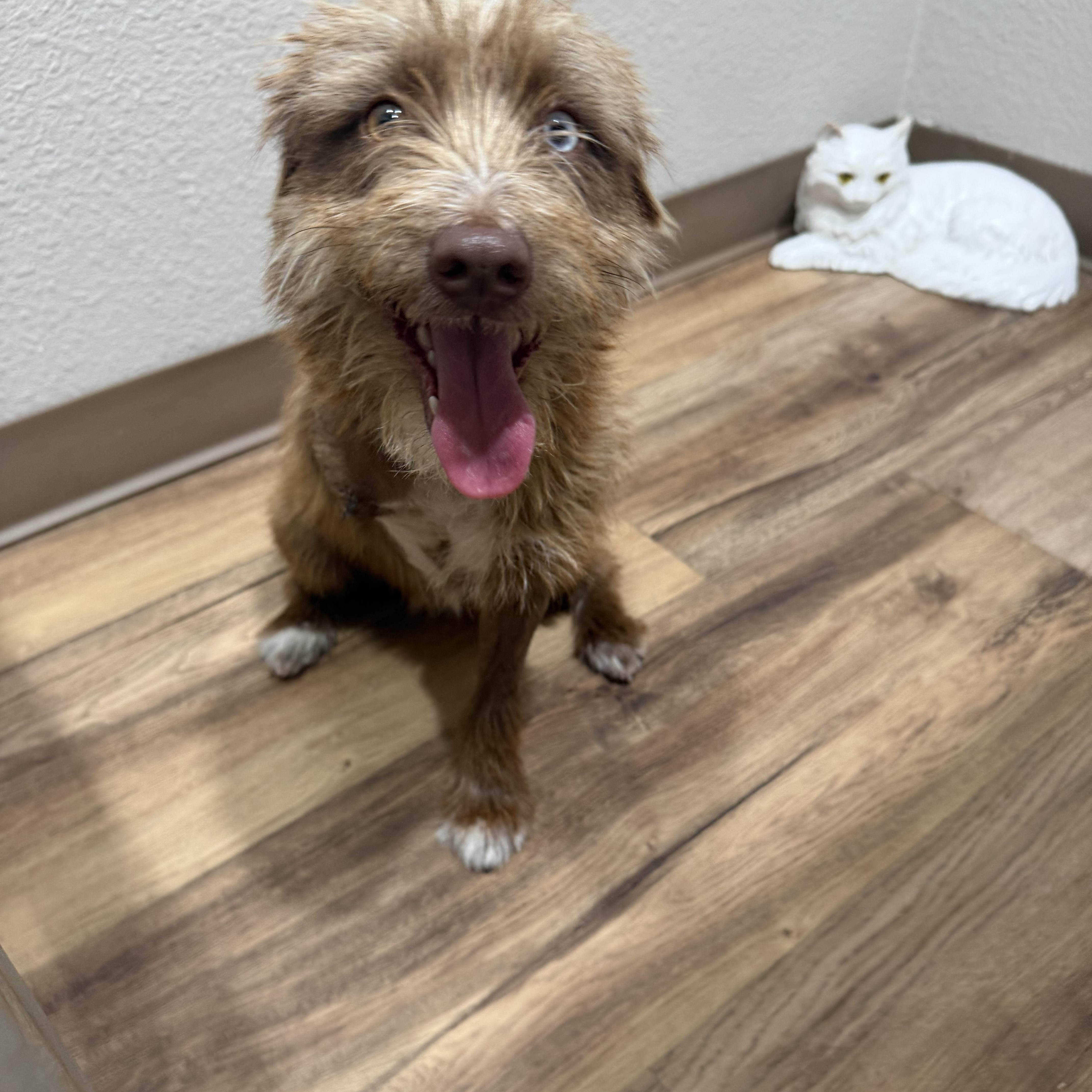 Domino, ADOPTABLE, Adult Male Border Terrier.