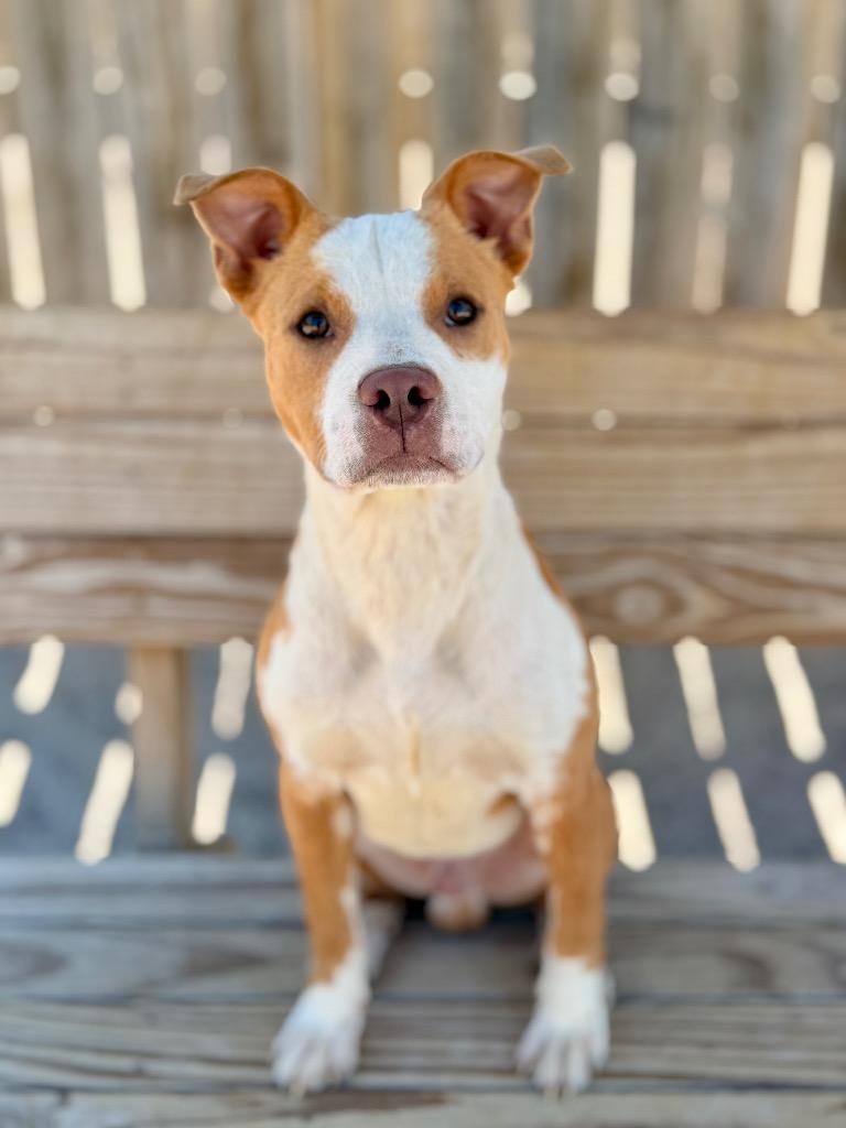 Jango, a Adoptable Mixed Breed in Muskegon, MI image 1/2