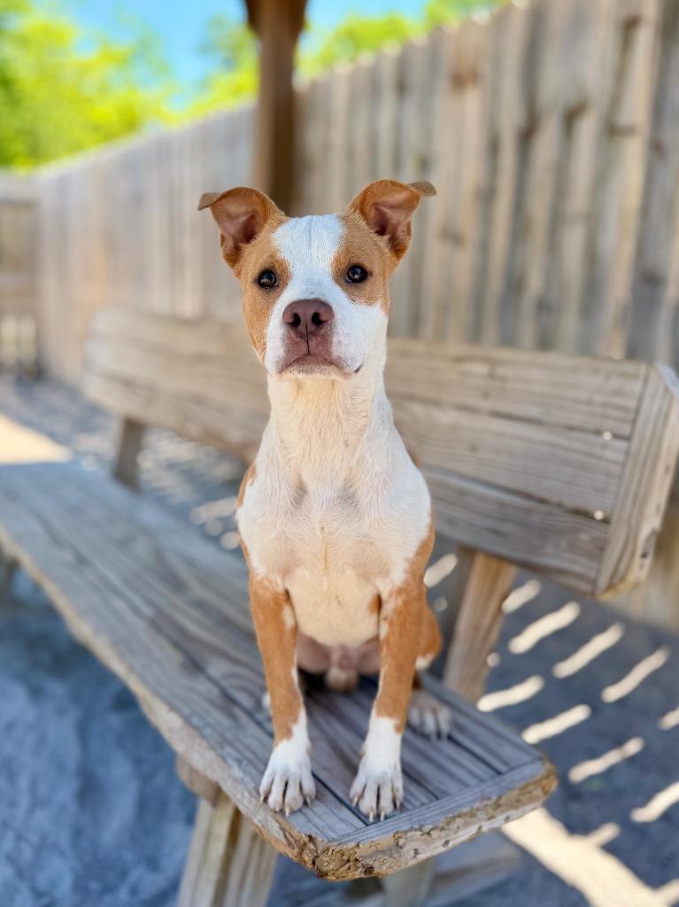 Jango, a Adoptable Mixed Breed in Muskegon, MI image 2/2