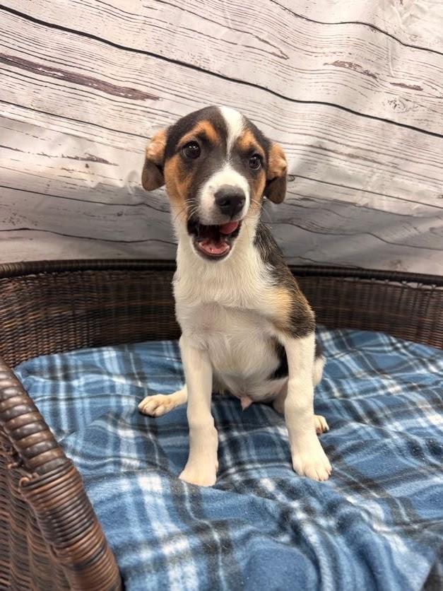 Bowie, a ADOPTABLE Terrier in Neillsville, WI image 4/4