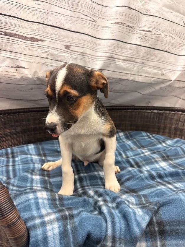 Bowie, a ADOPTABLE Terrier in Neillsville, WI image 3/4