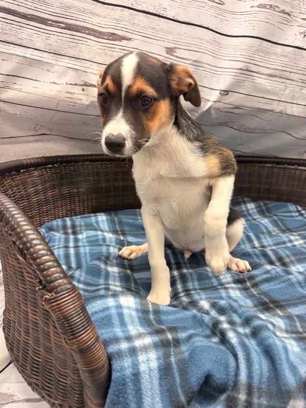 Bowie, a ADOPTABLE Terrier in Neillsville, WI image 1/4