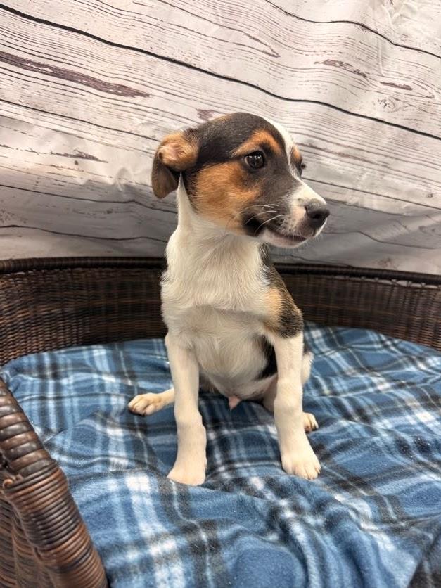 Bowie, a ADOPTABLE Terrier in Neillsville, WI image 2/4