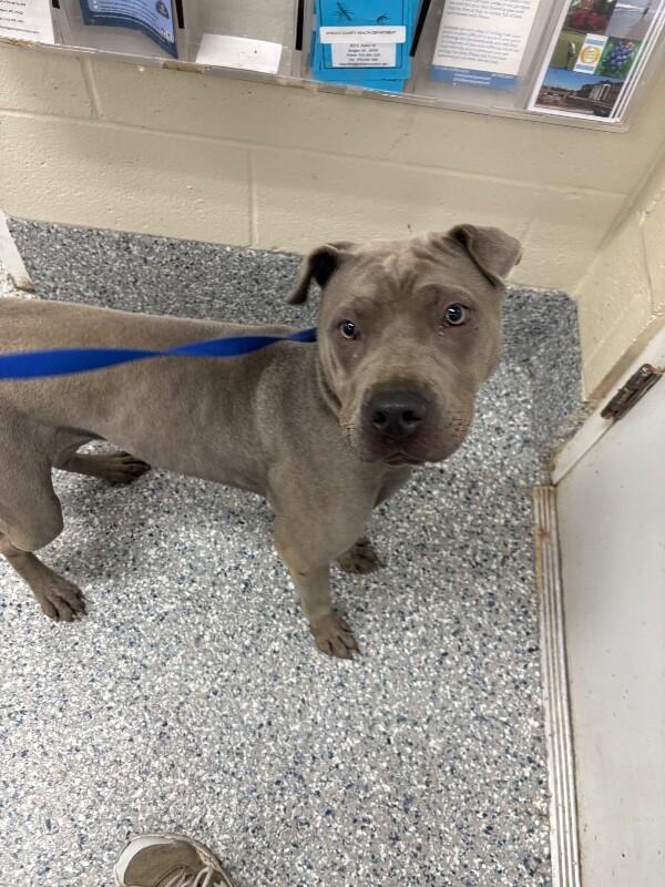 Pit-ricia, Adoptable, Adult Female Pit Bull Terrier & Mixed Breed.