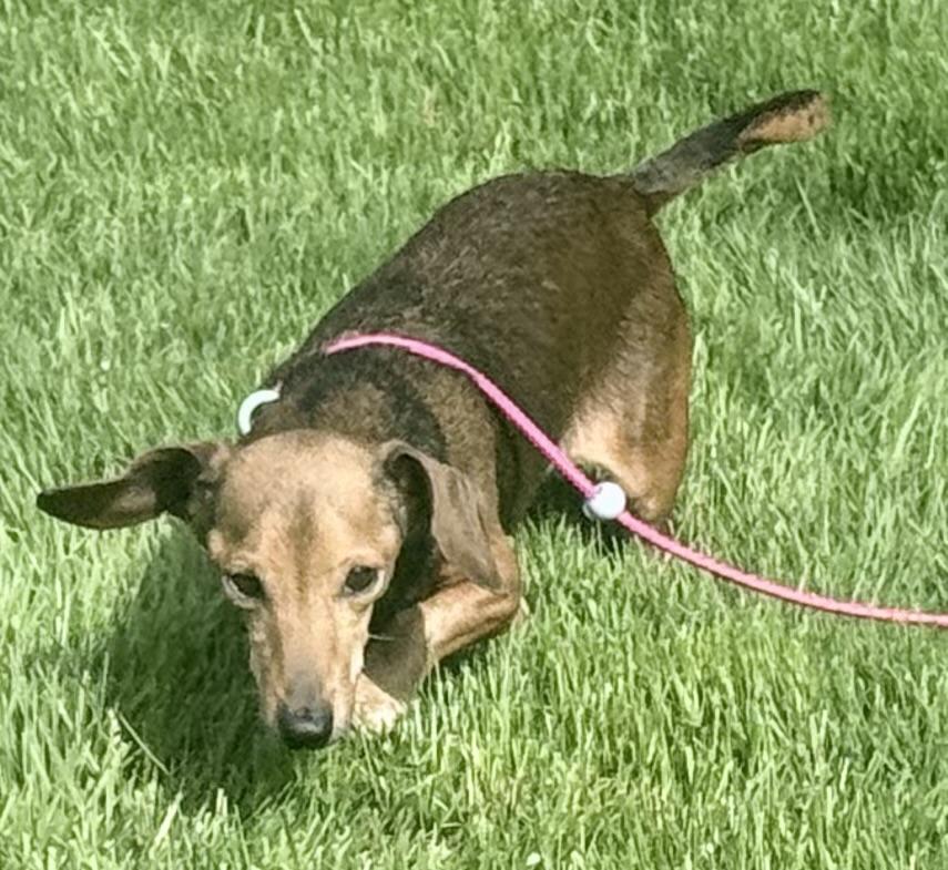 Enlarge Guineviere, a ADOPTABLE Dachshund in Bellevue, WA image 4/4