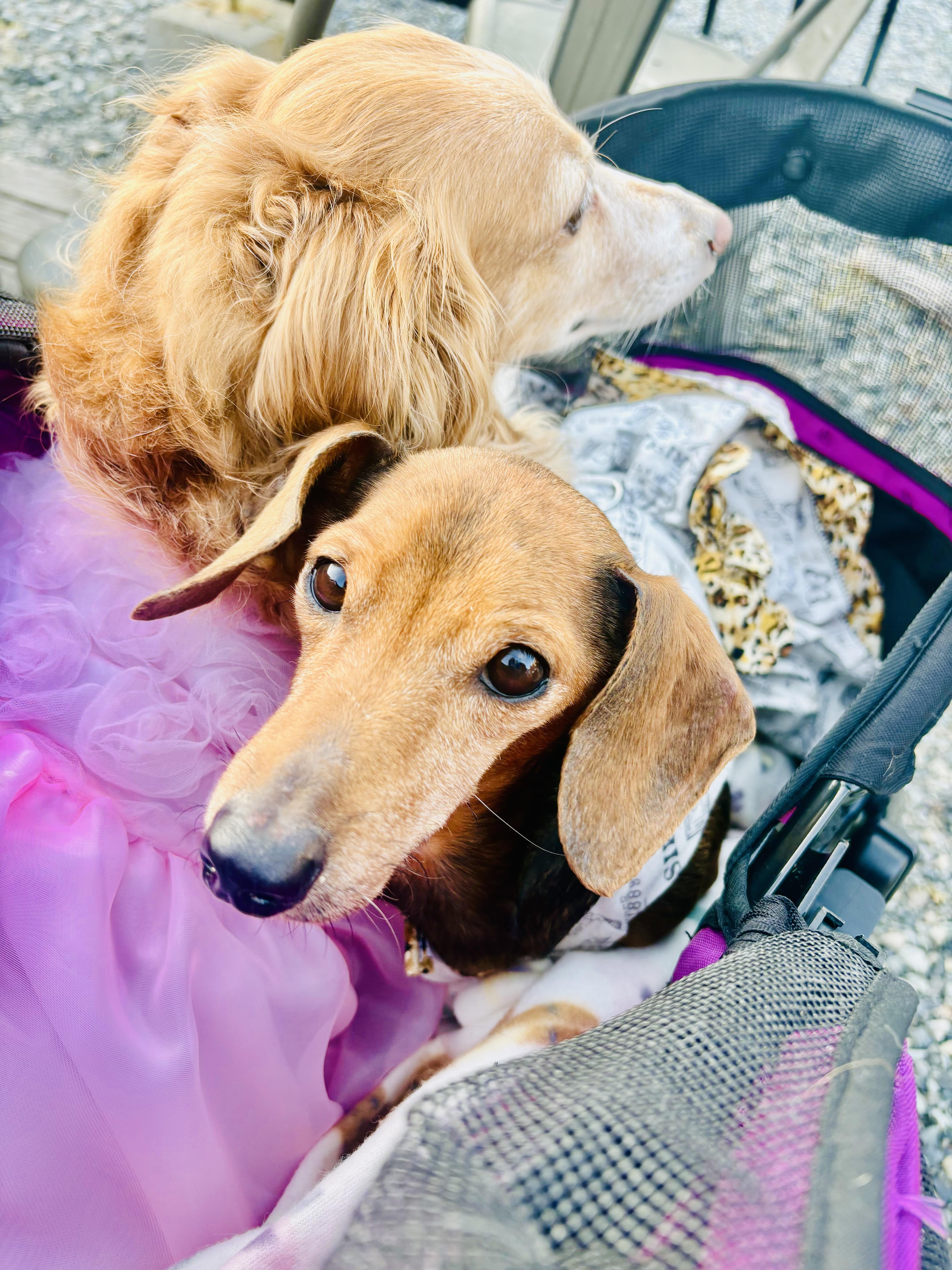 Enlarge Guineviere, a ADOPTABLE Dachshund in Bellevue, WA image 2/4