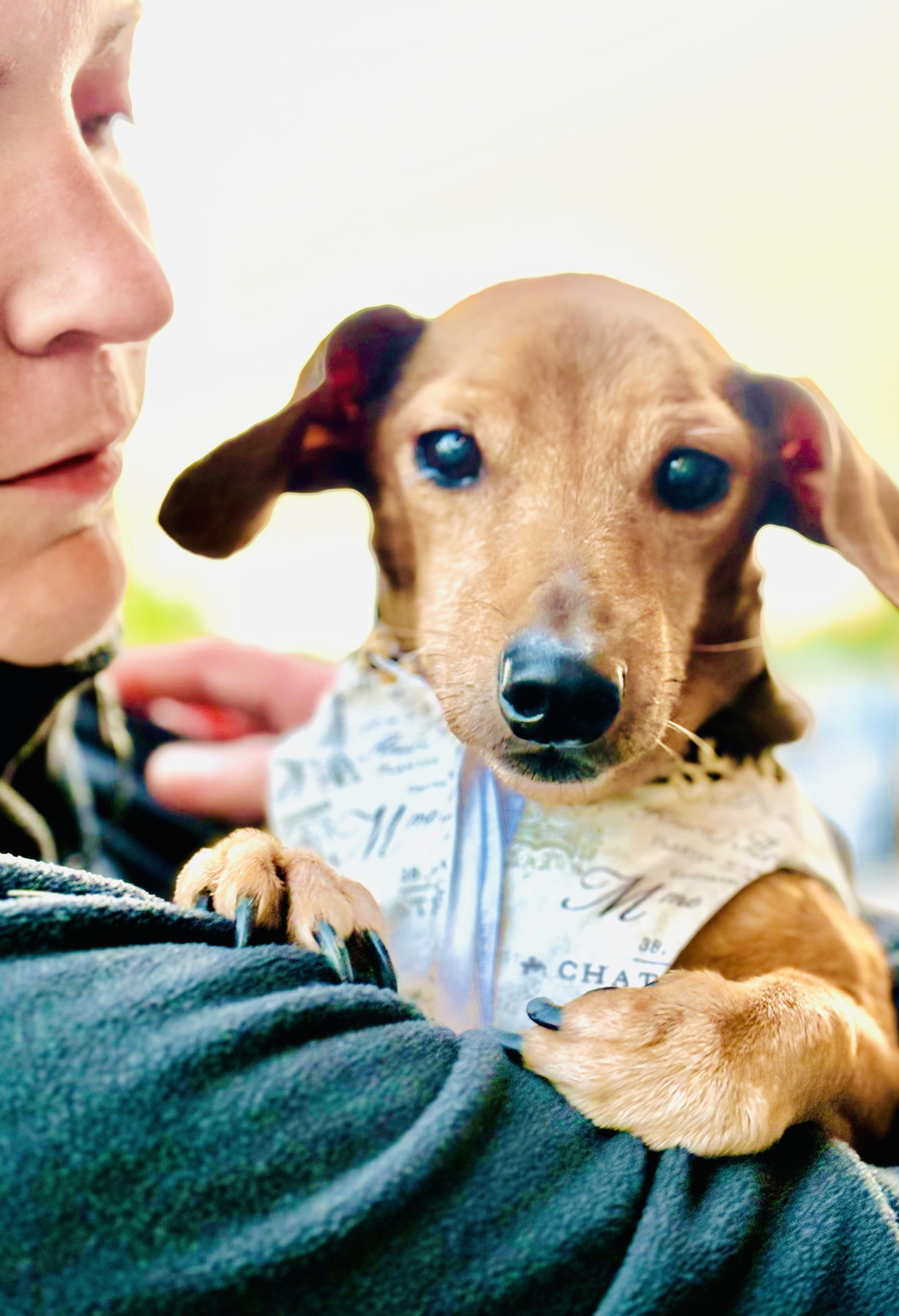 Guineviere, ADOPTABLE, Adult Female Dachshund.