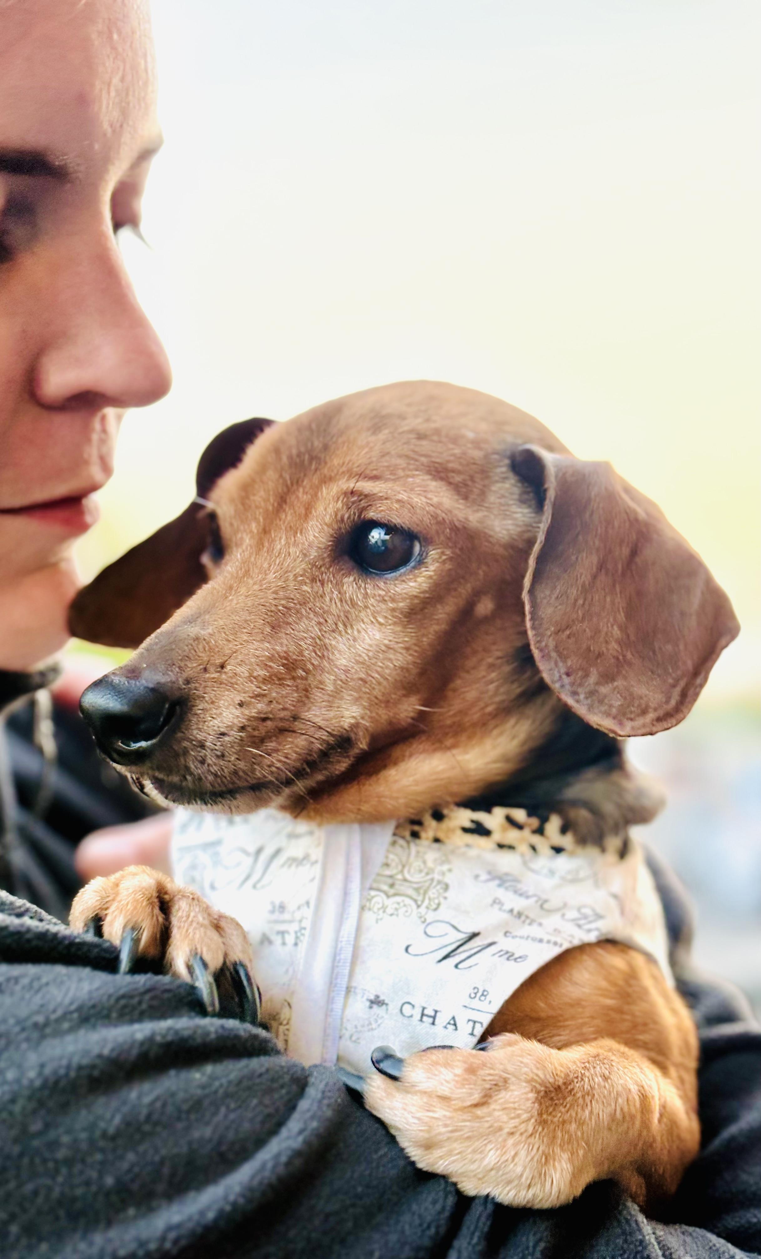 Enlarge Guineviere, a ADOPTABLE Dachshund in Bellevue, WA image 3/4