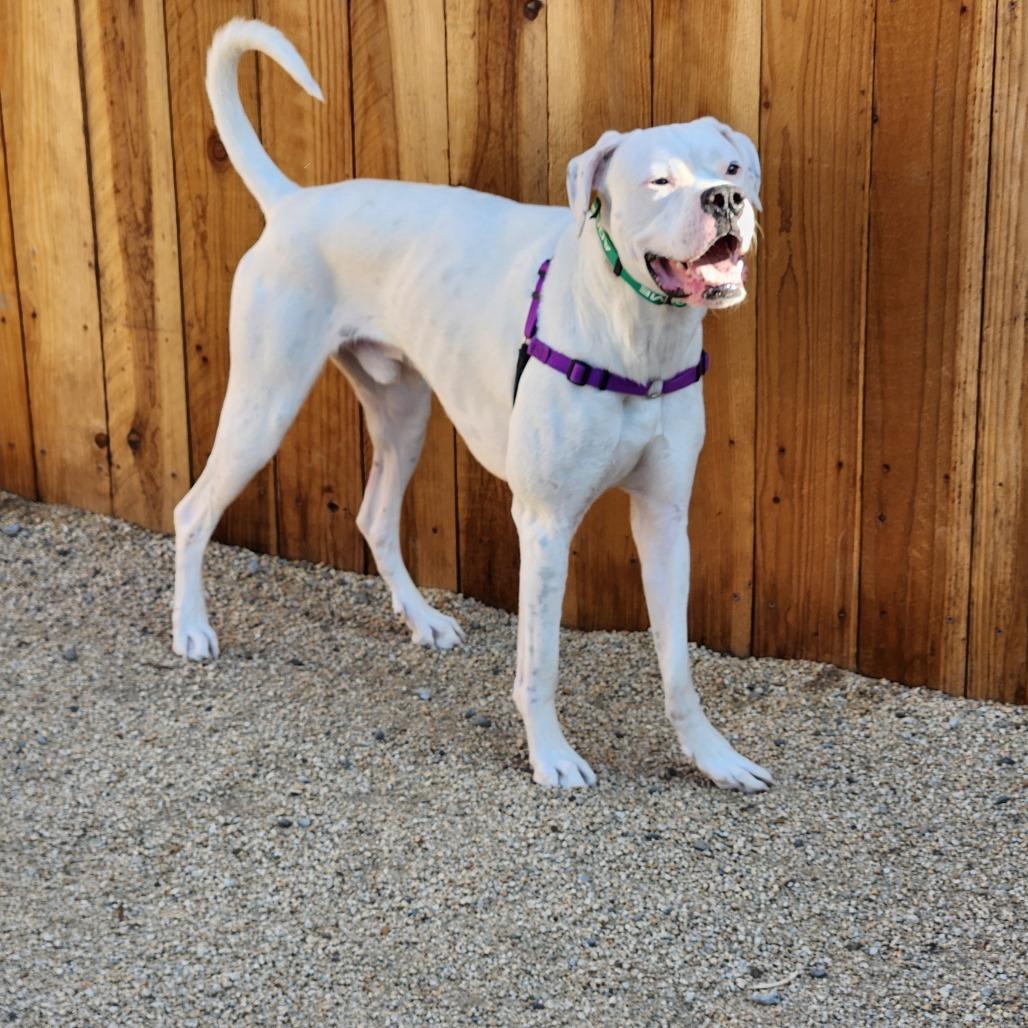 Mateo, Adoptable, Adult Male Dogo Argentino & Boxer.