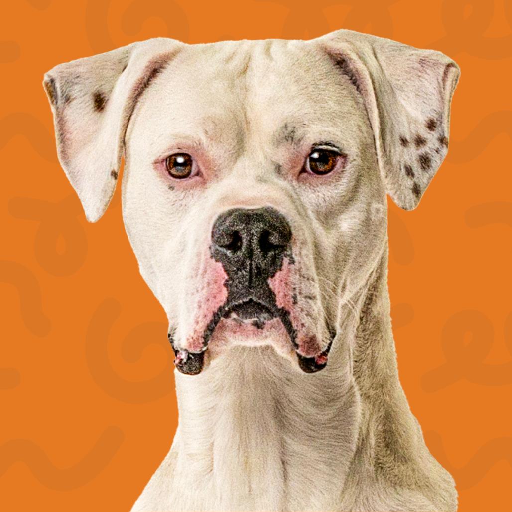 Enlarge Mateo, a Adoptable mixed breed in Reno, NV image 1/6
