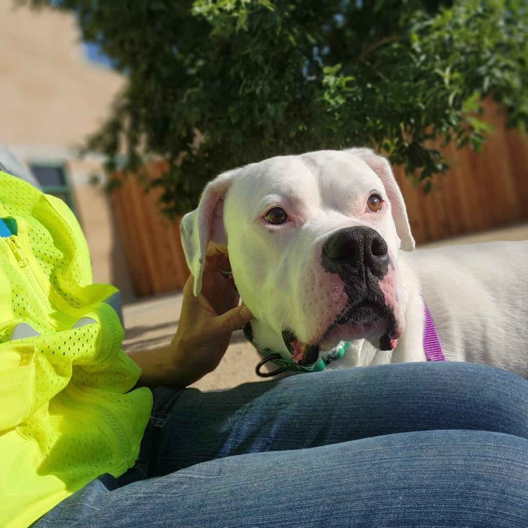 Enlarge Mateo, a Adoptable mixed breed in Reno, NV image 4/6