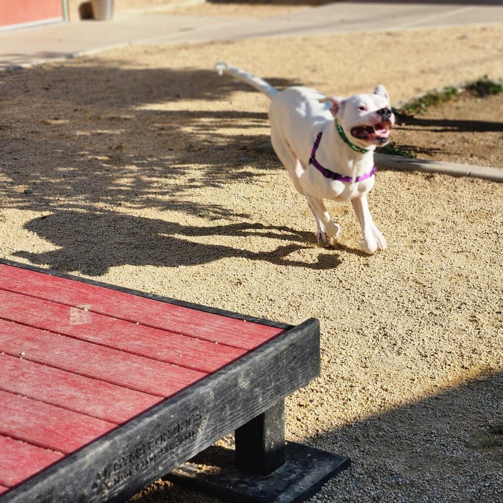 Enlarge Mateo, a Adoptable mixed breed in Reno, NV image 5/6
