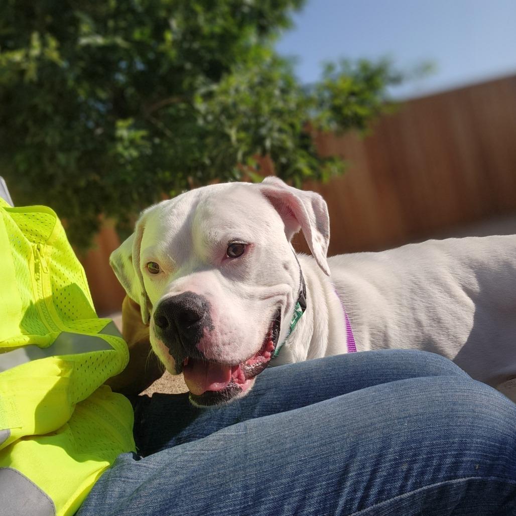 Enlarge Mateo, a Adoptable mixed breed in Reno, NV image 6/6